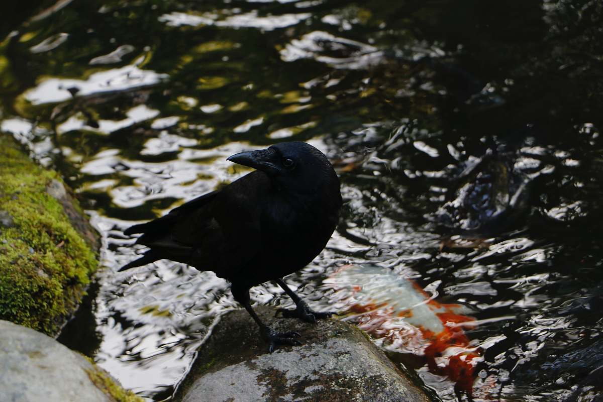 animal black bird standing on stone crow