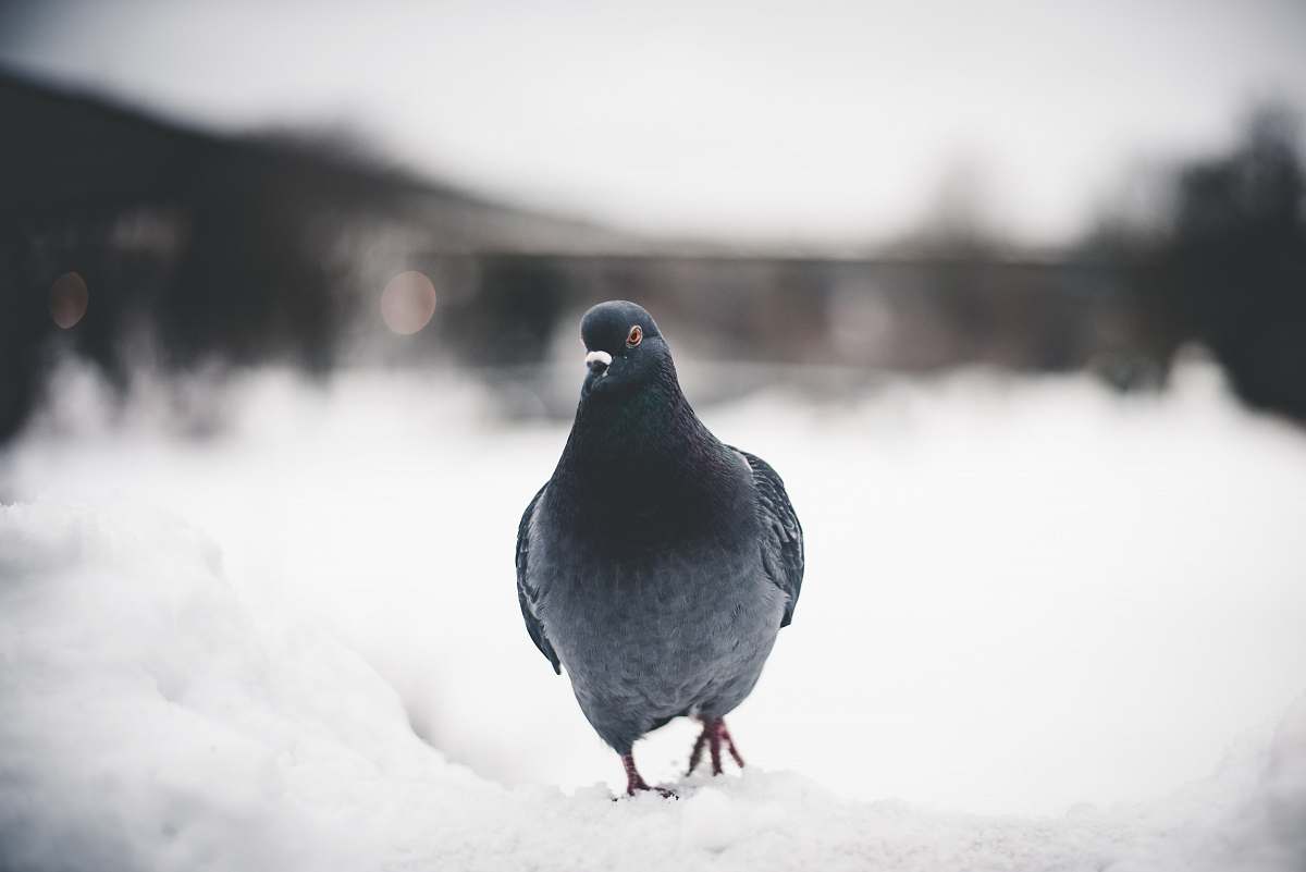 animal black pigeon on snow field pigeon