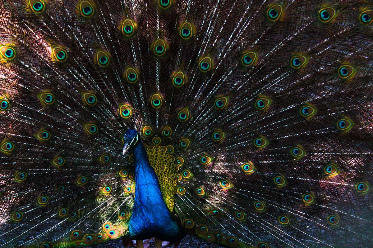 animal blue and green peacock peacock