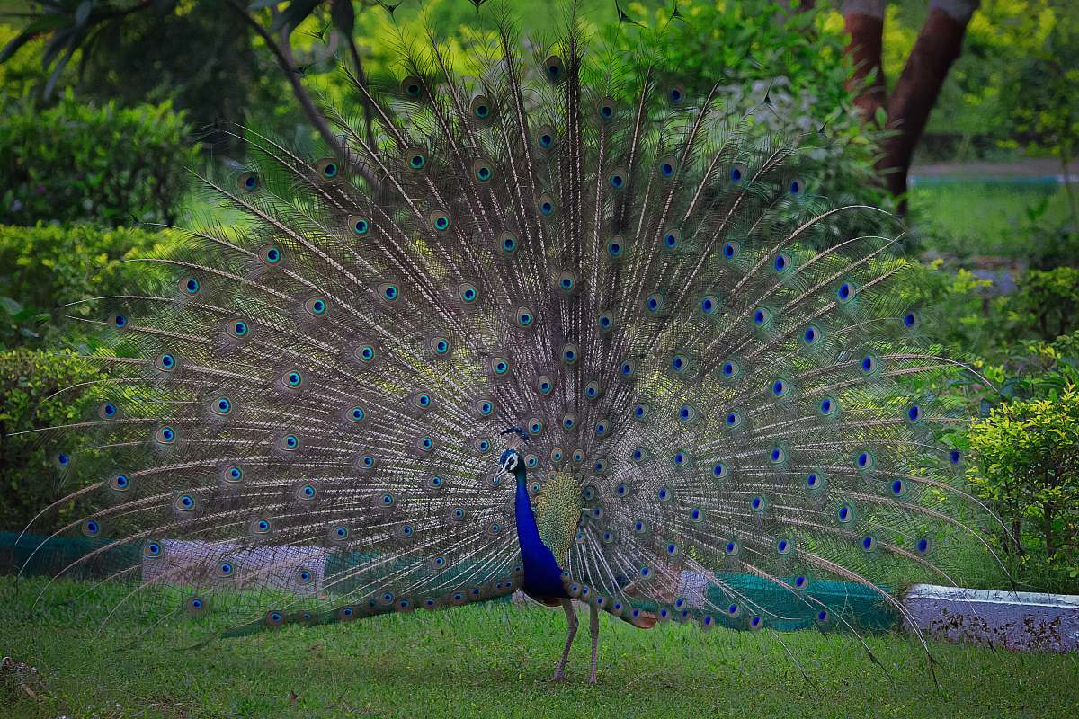 animal blue peacock india