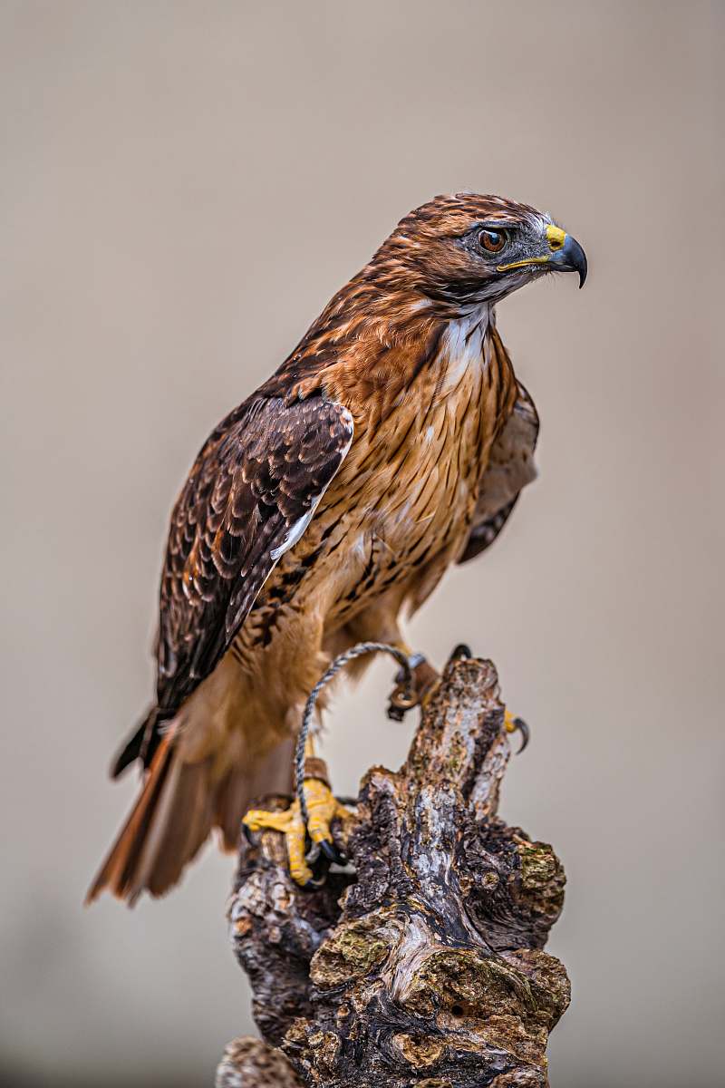 buzzard brown and black eagle hawk