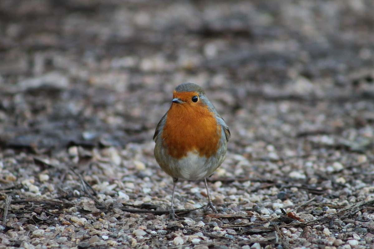 animal brown and gray bird robin