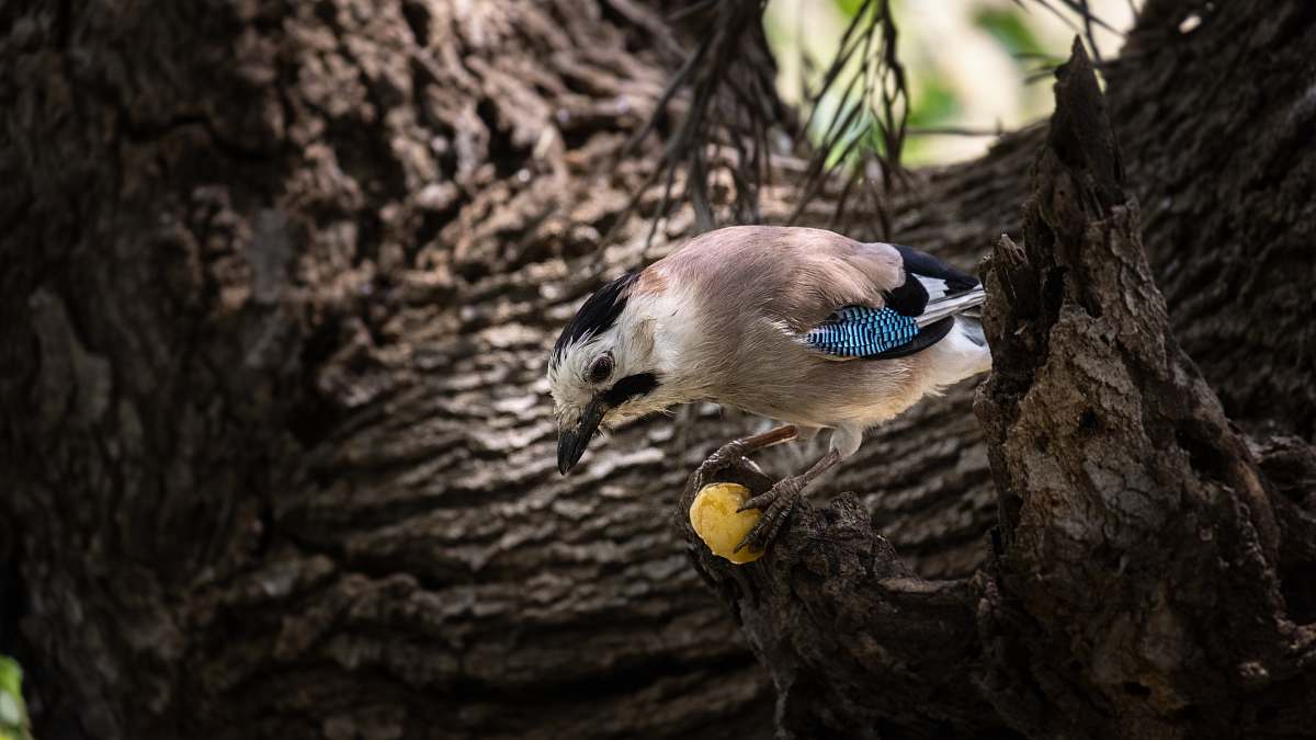 animal brown and white bird close-up photography jay