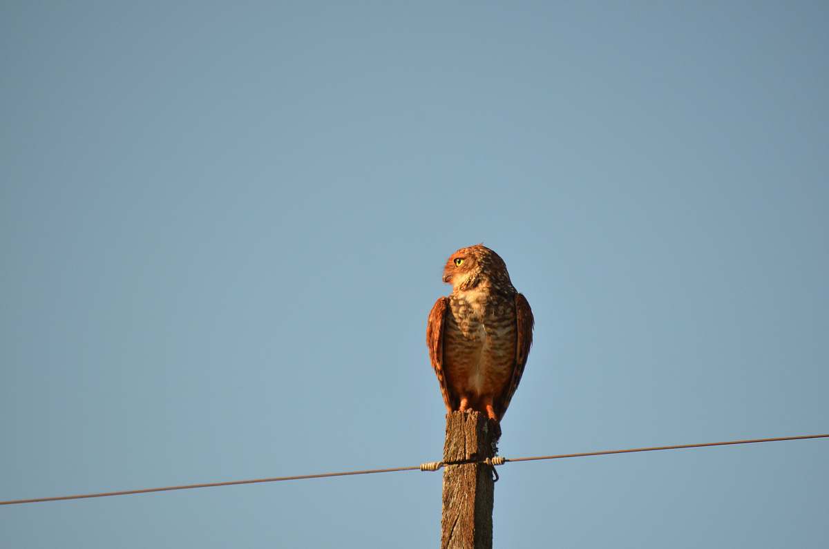 animal brown bird accipiter