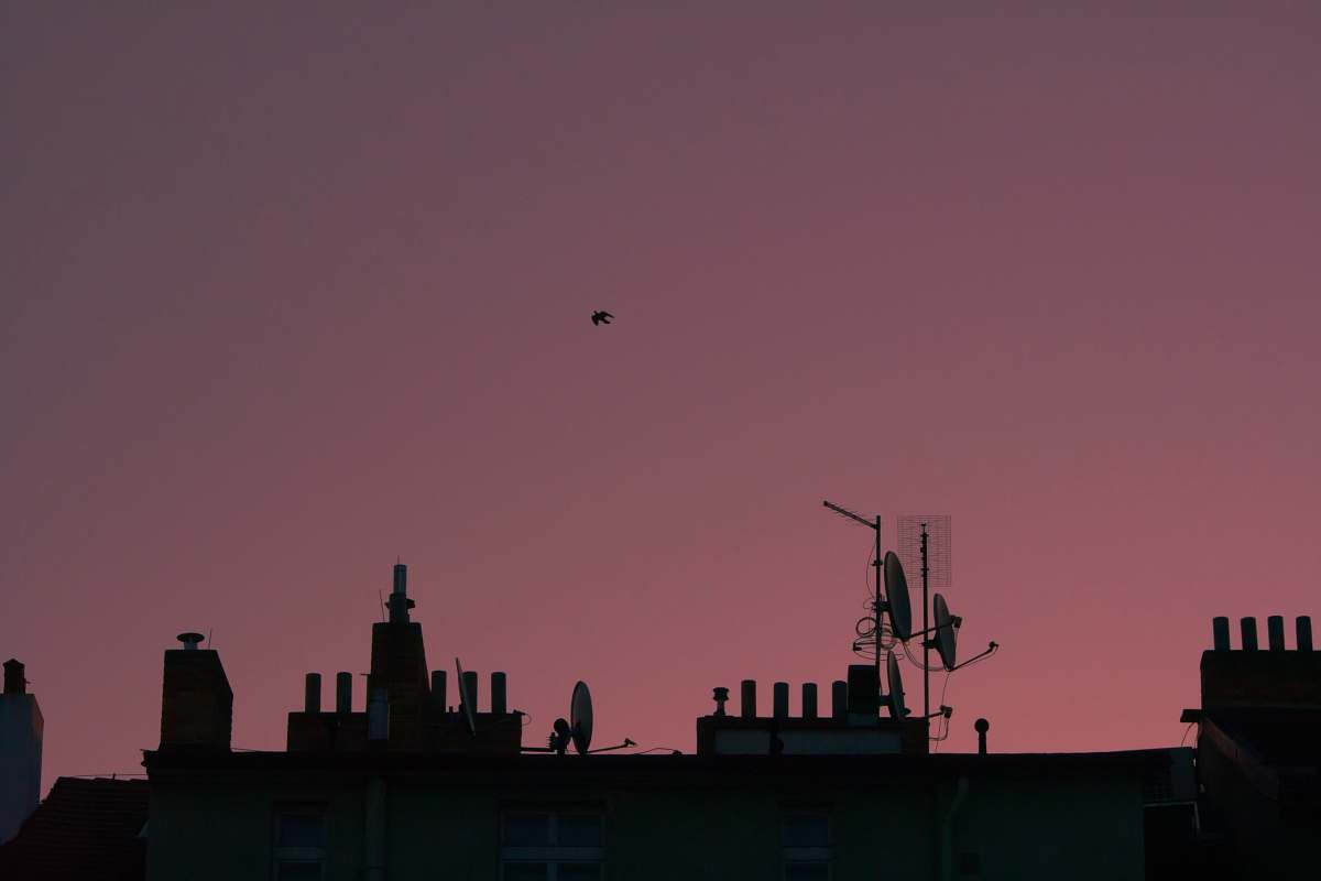 silhouette buildings during golden hour animal