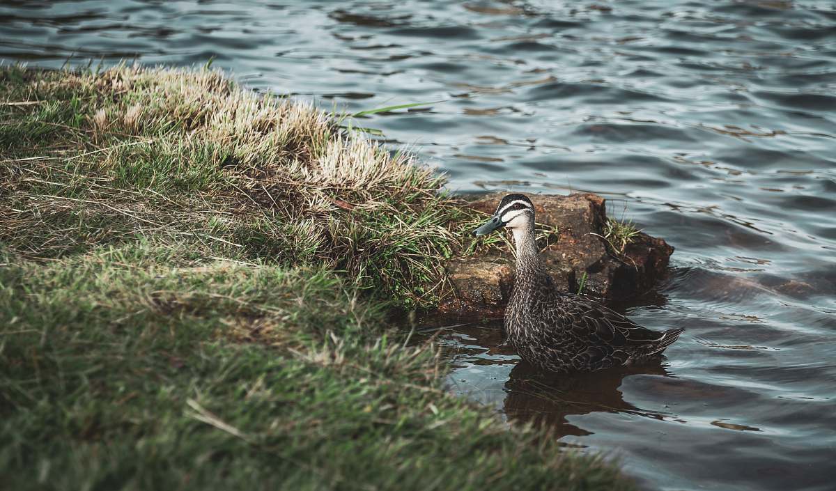 animal Canadian goose near dock during daytime water