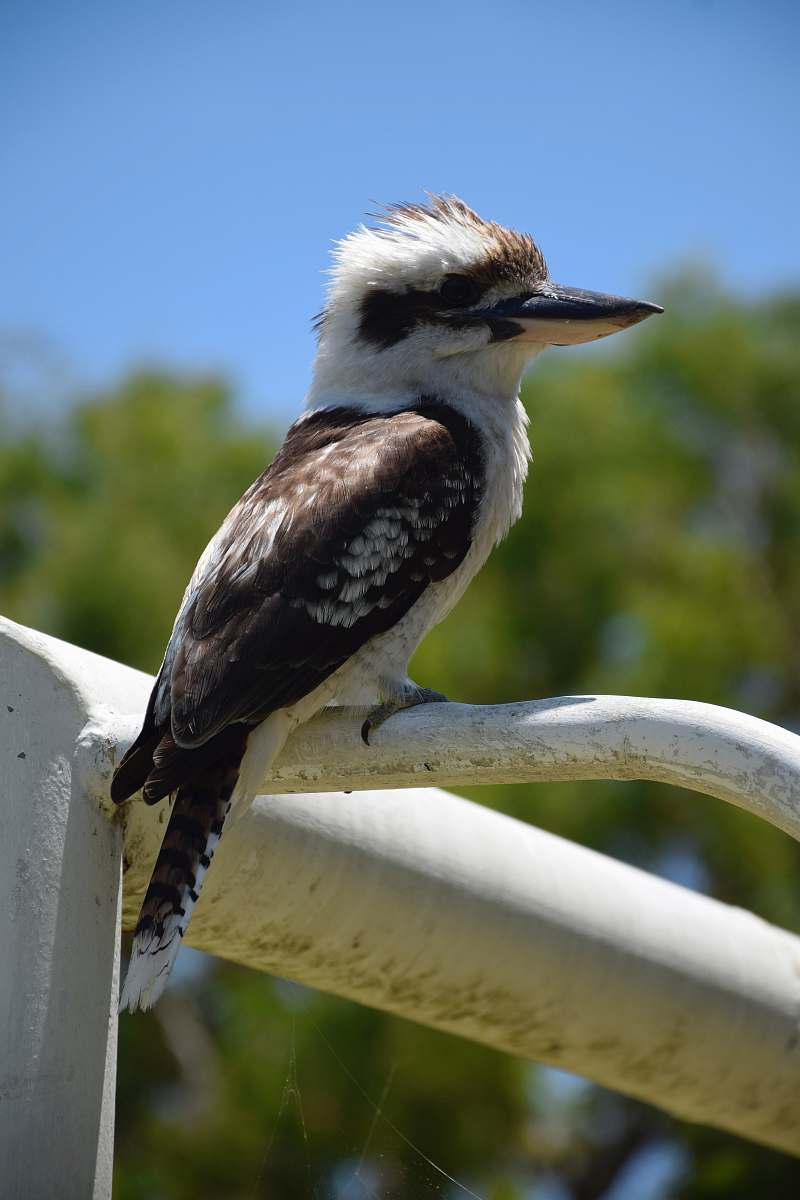animal close-up of black and white bird beak