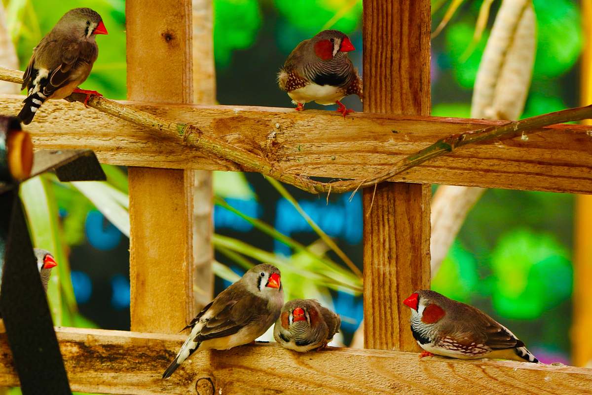 animal five brown birds on brown wooden frame wood