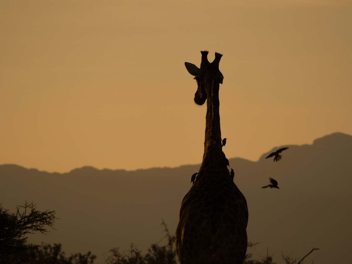 animal giraffe and birds near mountains silhouette