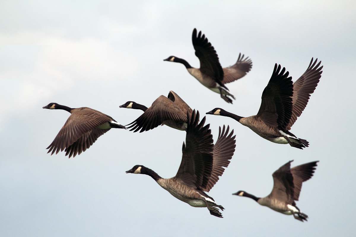 animal gray-and-black mallard ducks flying during day time goose