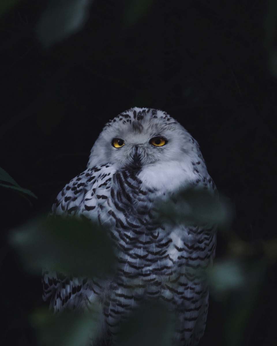 animal gray and white owl on tree owl