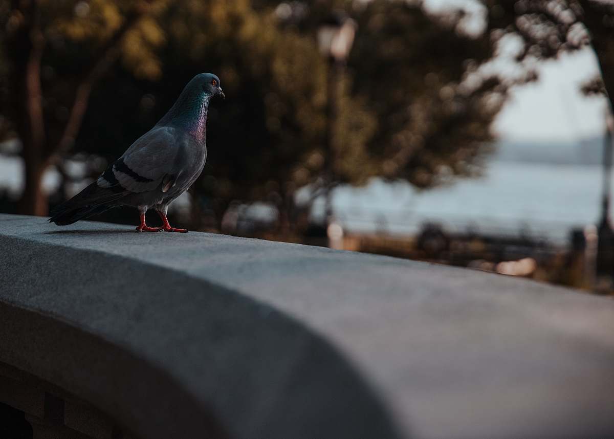 animal gray bird on concrete bench pigeon