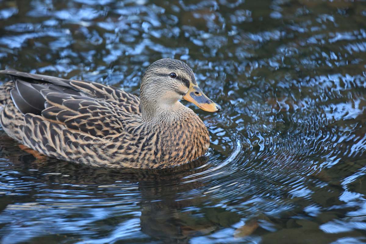animal gray duck waterfowl