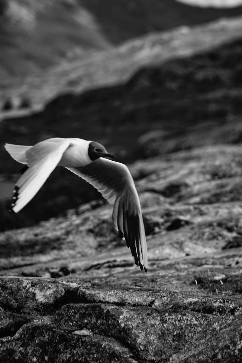 animal grayscale photo of flying bird black-and-white
