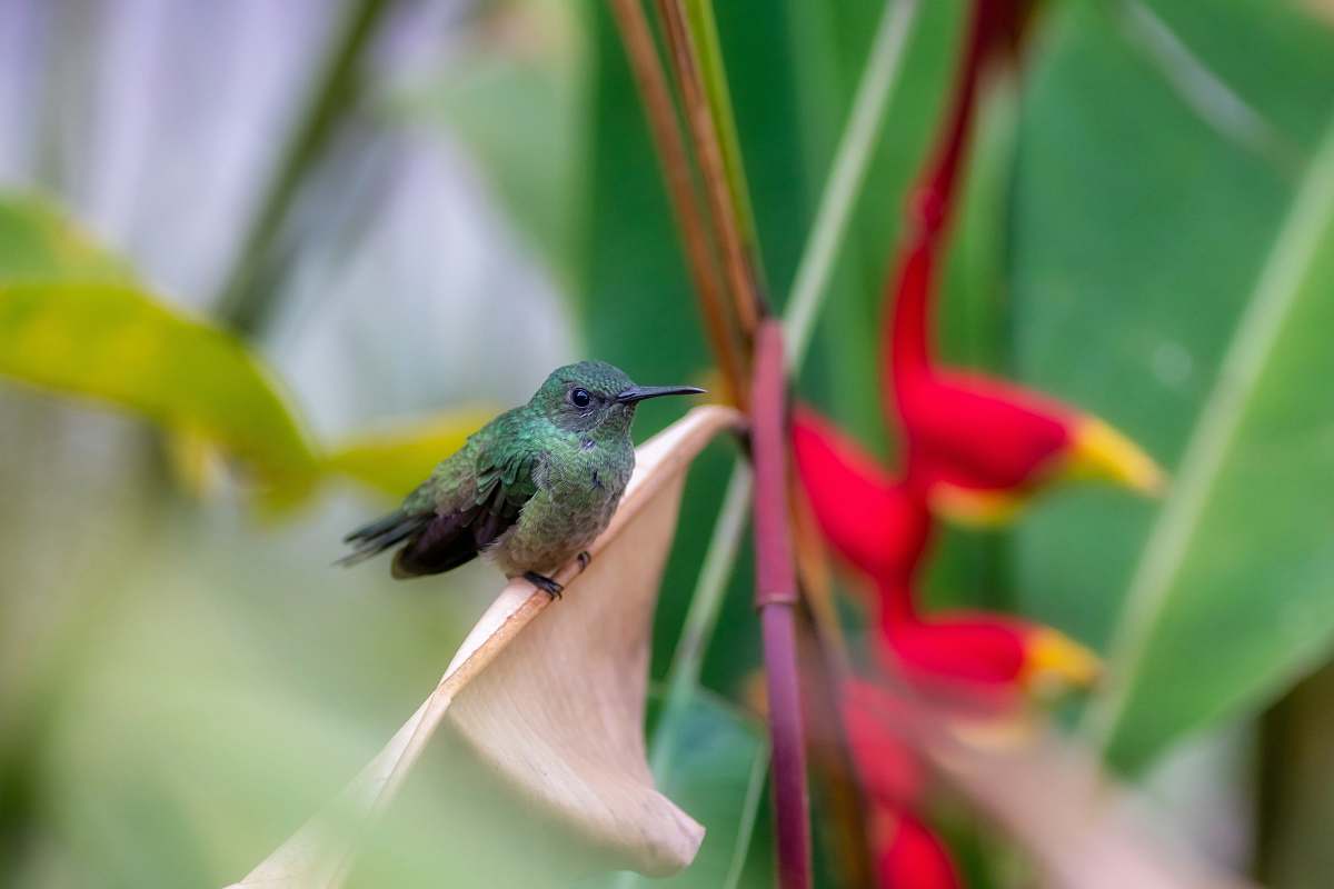 animal green bird close-up photography hummingbird