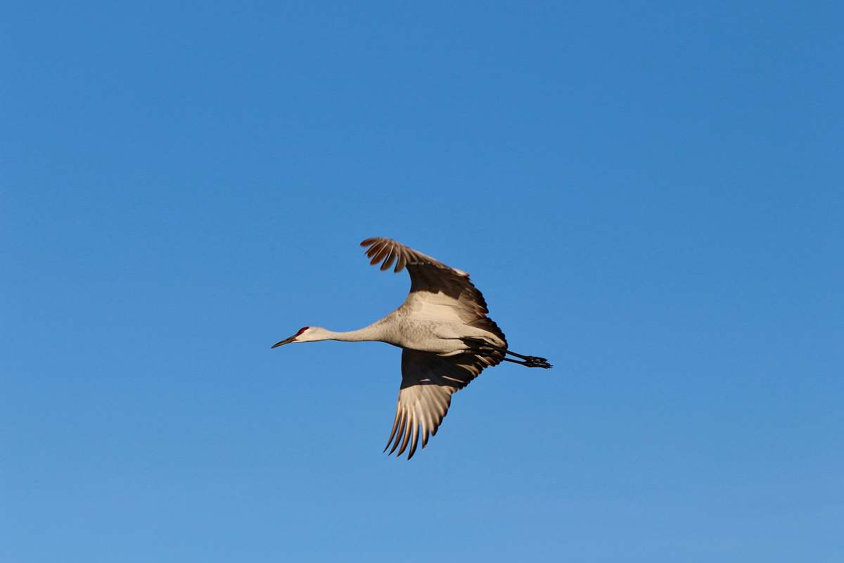 animal grey and black flying on sky crane bird