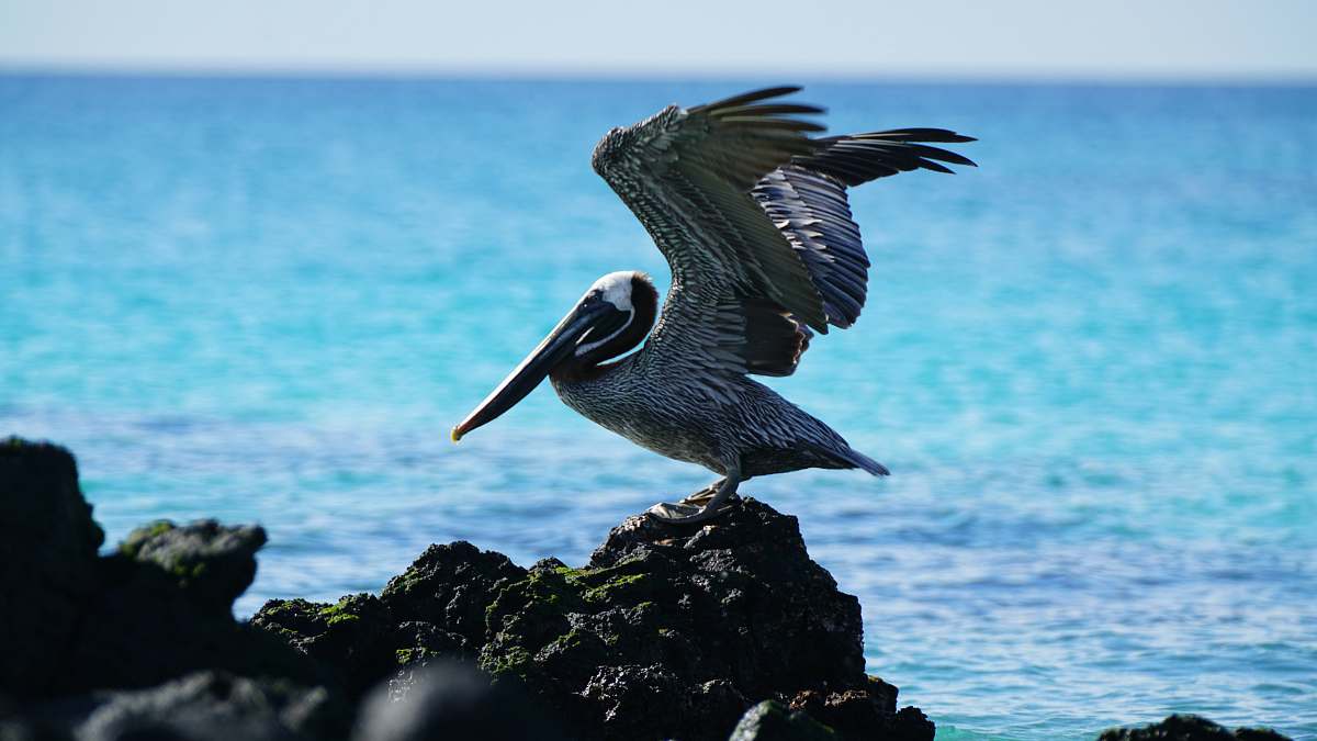 animal grey bird on grey rock during daytime galapagos islands