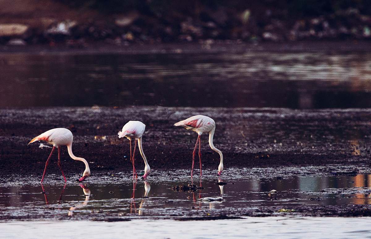 animal long-legged birds standing on body of water \ flamingo