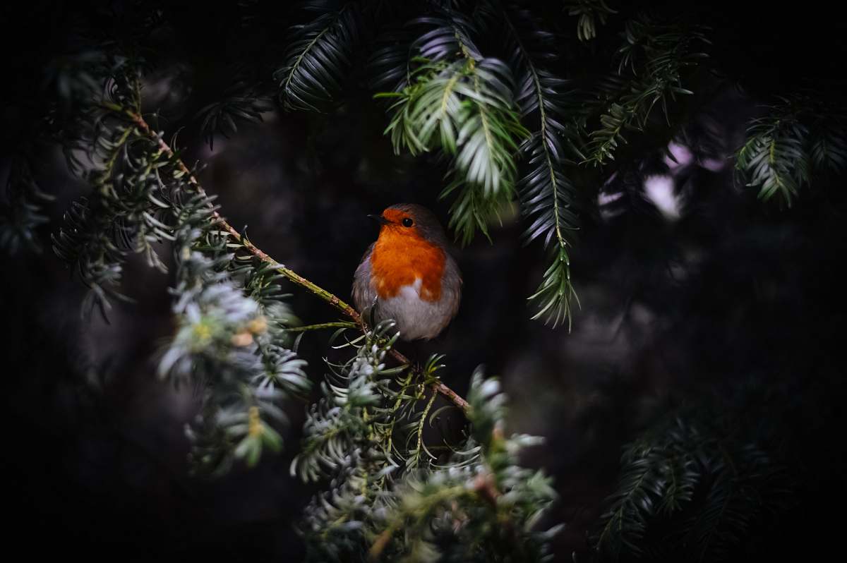 animal orange bird on tree branch robin