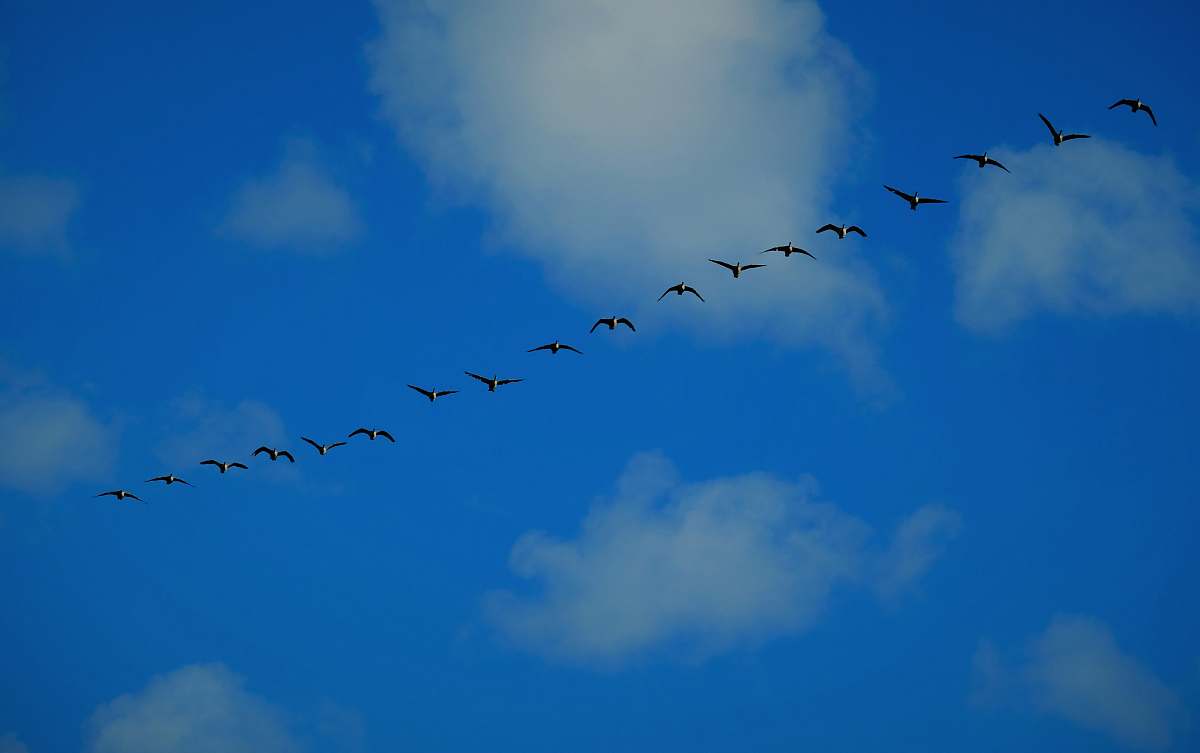 animal photography of flying birds under blue sky during daytime flock