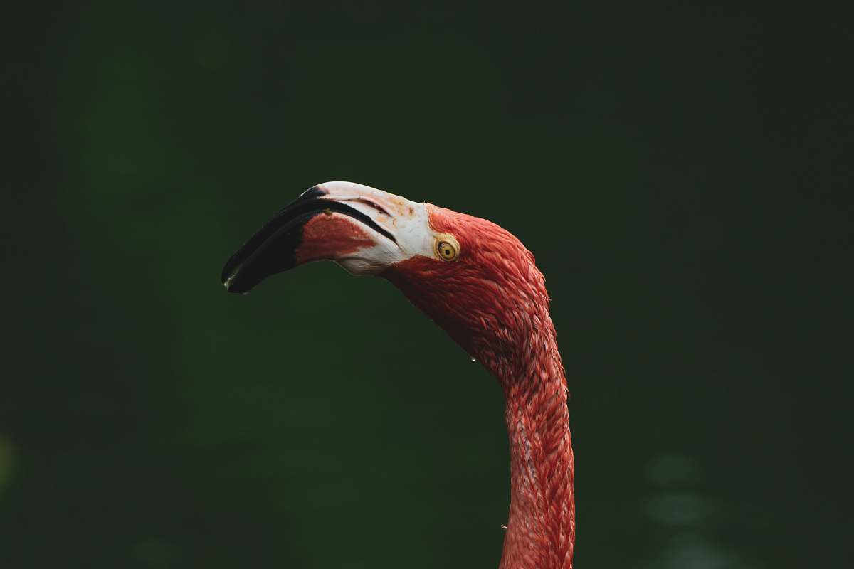 animal pink flamingo beak
