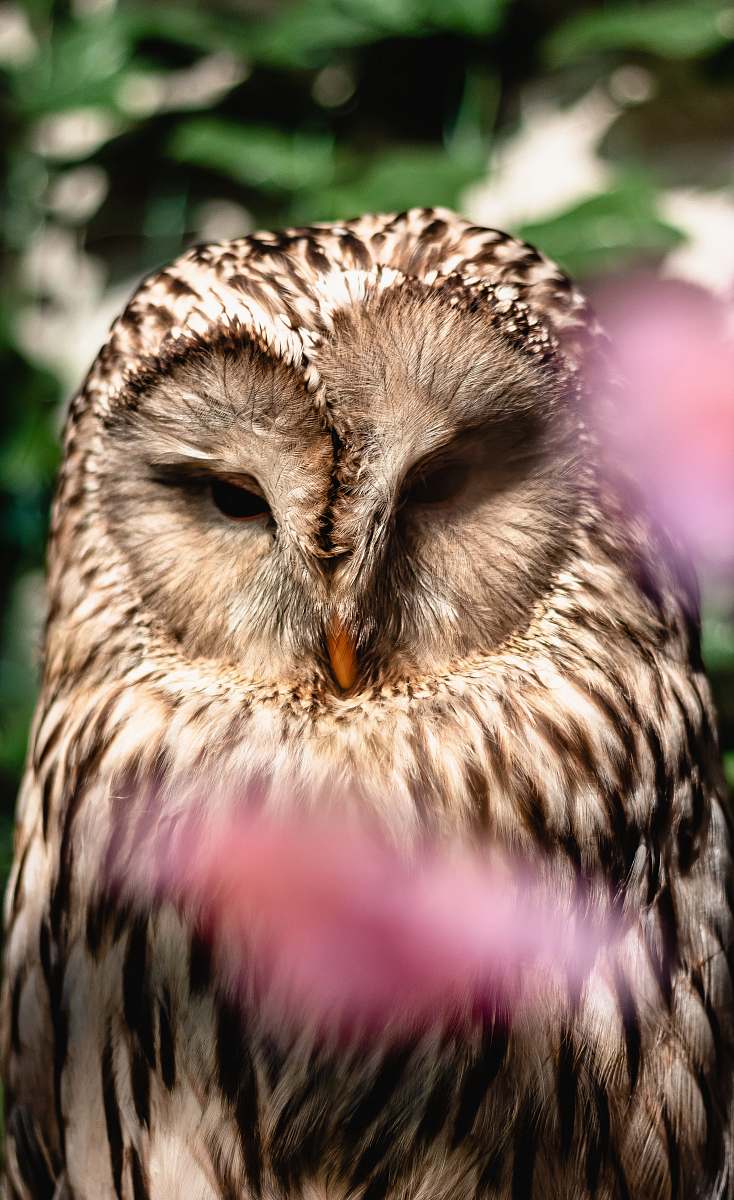 animal selected focus photo of brown owl beak