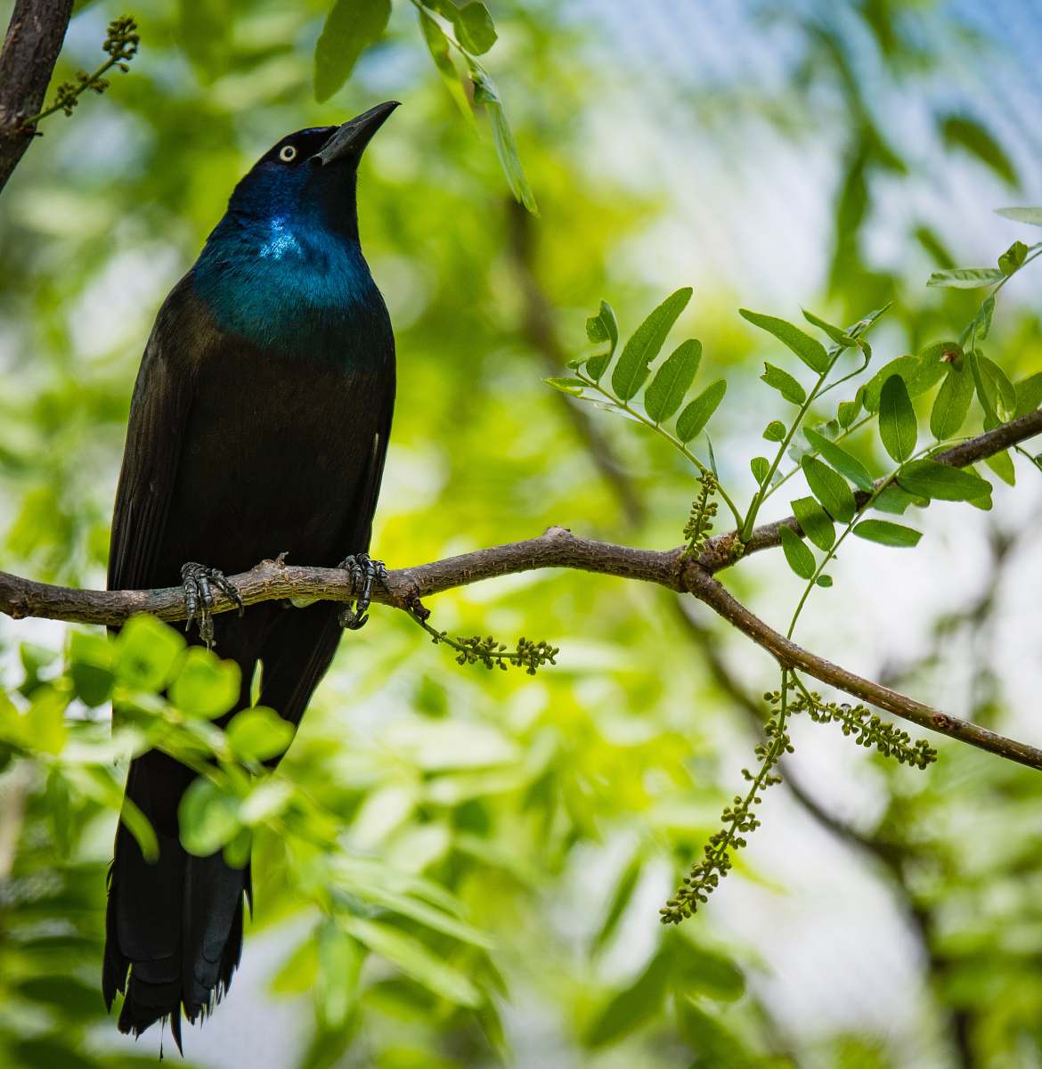 animal selective focus photography of black and blue bird on tree branch nature