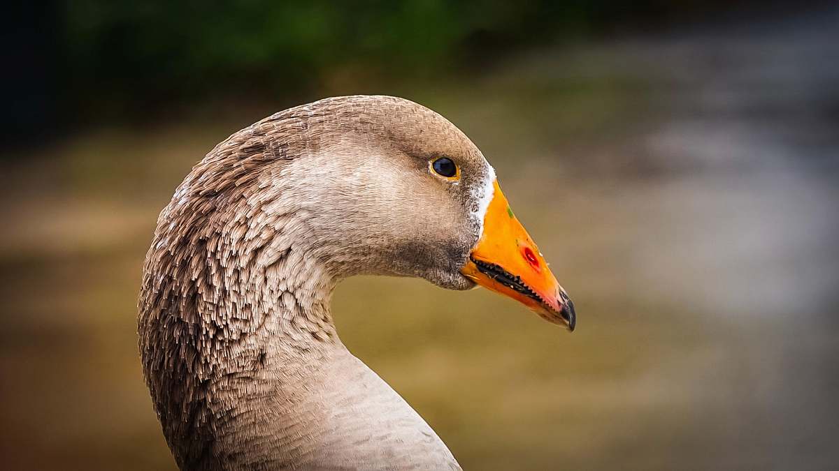 animal selective focus photography of gray duck during daytime goose