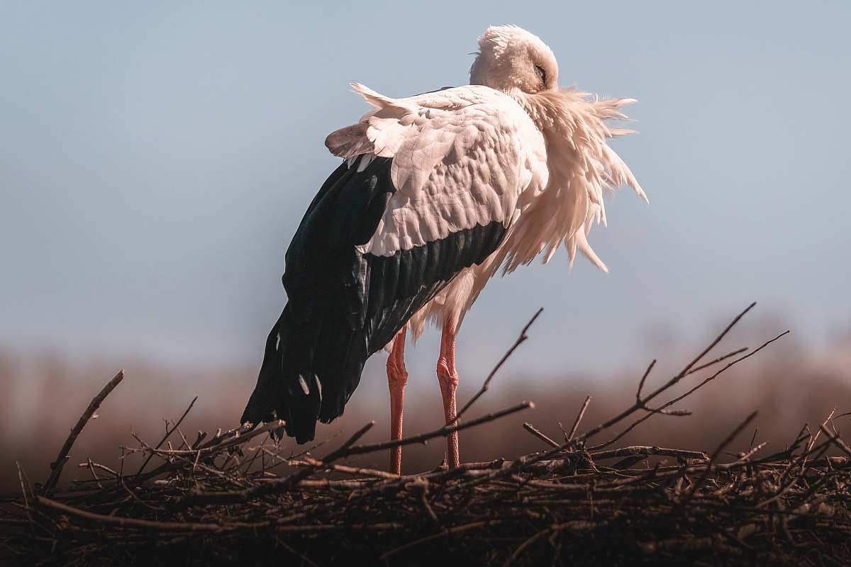 animal selective focus photography of white and black bird stork