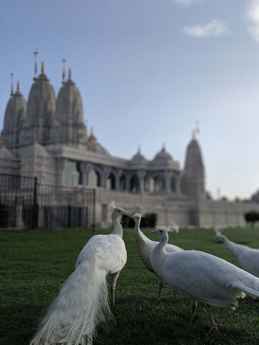 animal several white peacocks in front of a white concrete building grass