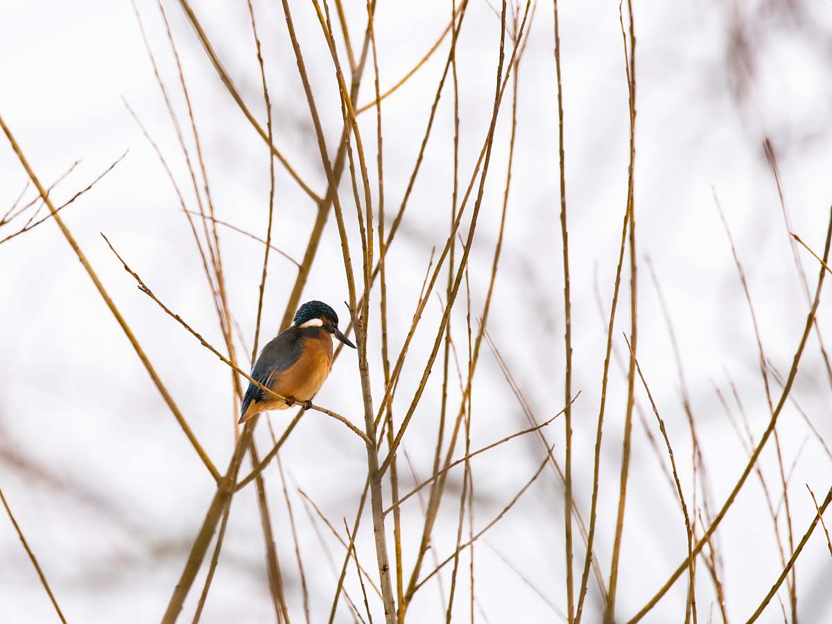 grass shallow focus photo of brown and black bird plant