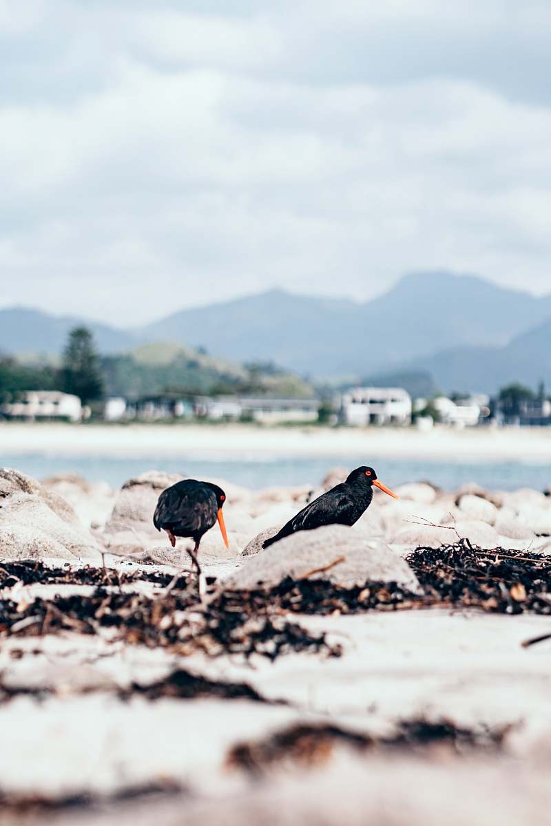 animal shallow focus photo of two black birds agelaius