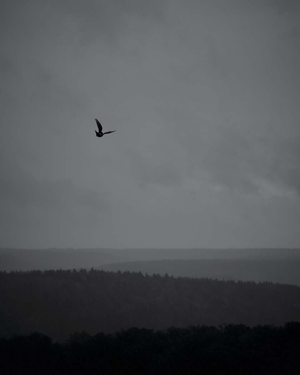 black-and-white silhouette of bird flying