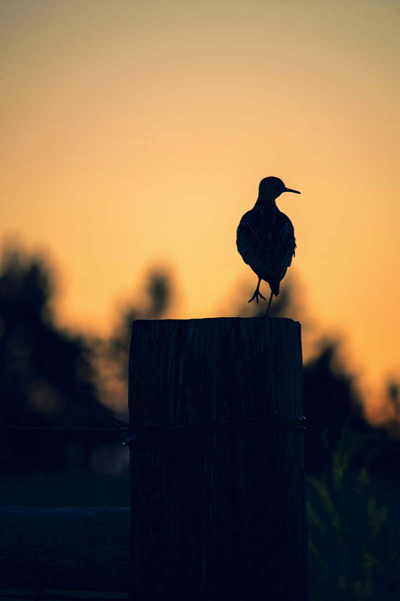 animal silhouette of bird photography crow