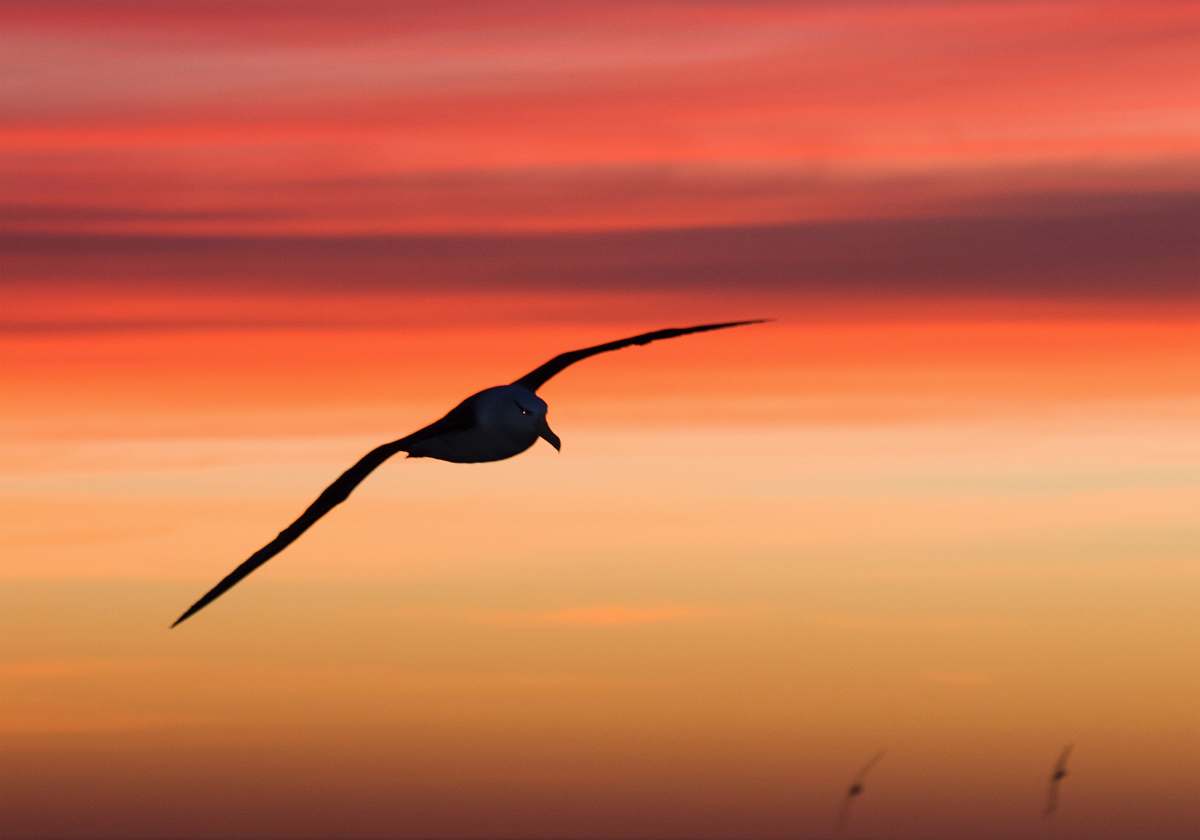 animal silhouette photography of bird on flight flying