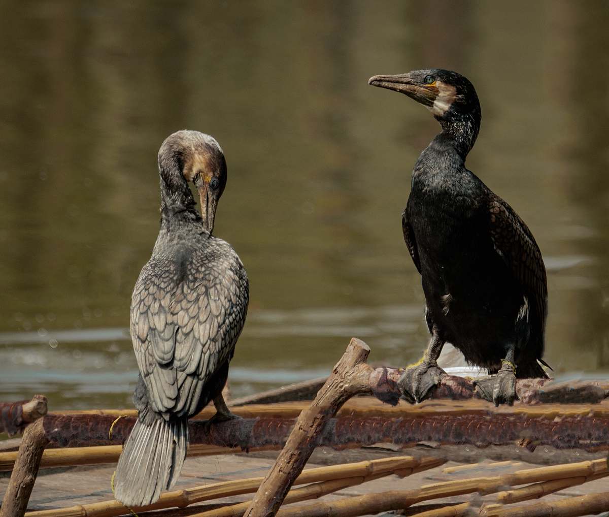 animal two black birds waterfowl