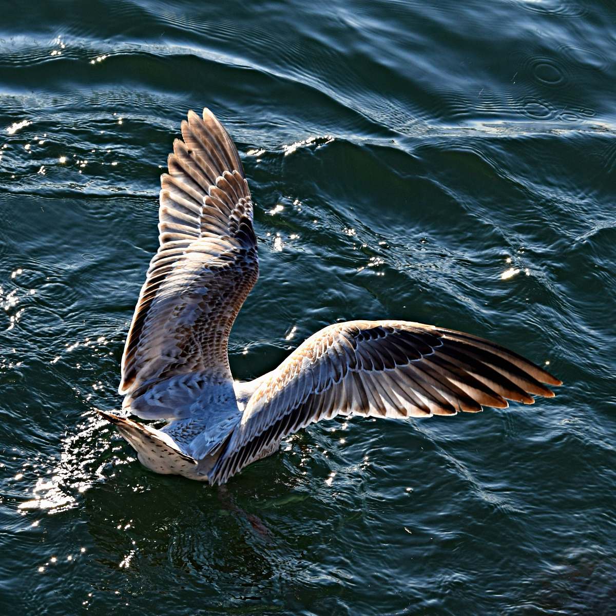 animal white and black bird soaking on the calm body of water water