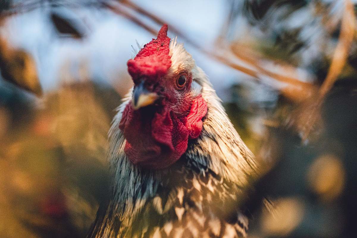 animal white and black rooster chicken