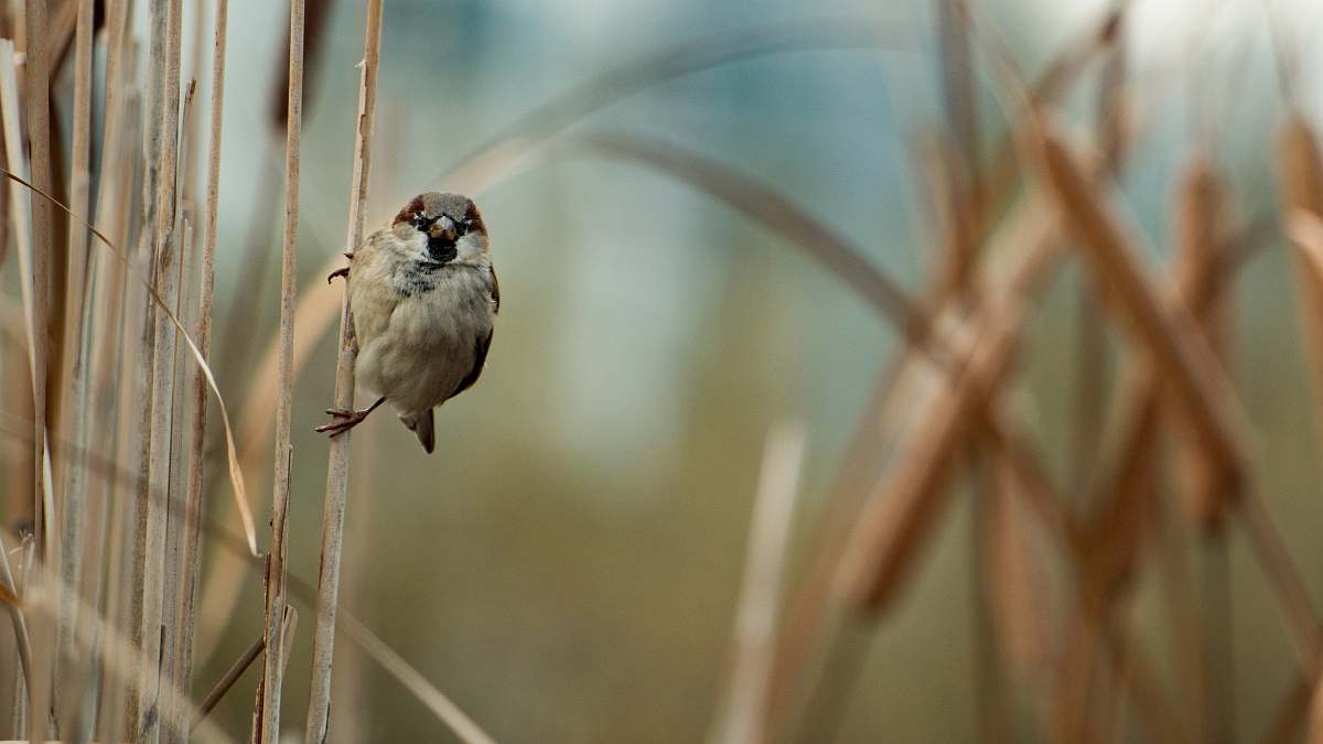 animal white and brown bird on corndog lant sparrow