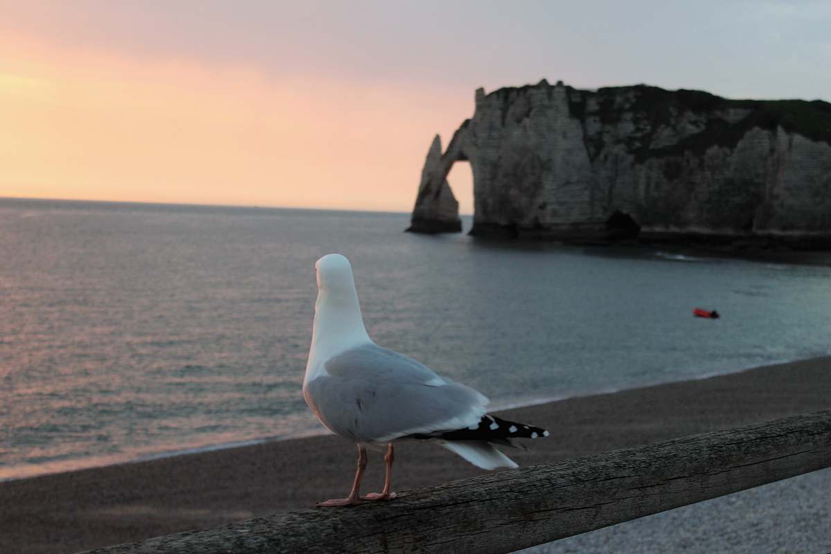 animal white and gray pigeon standing near body of water outdoors
