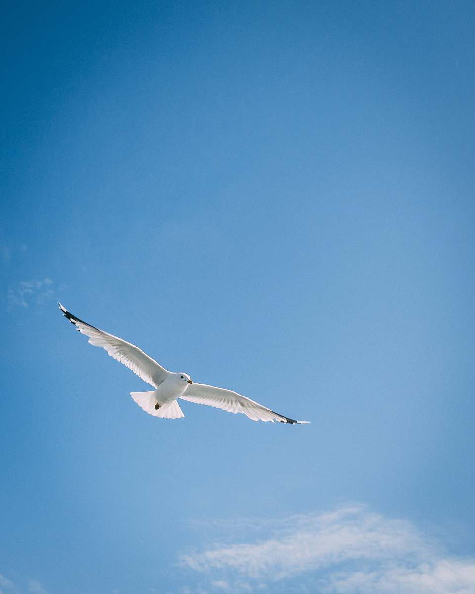 animal white bird flying