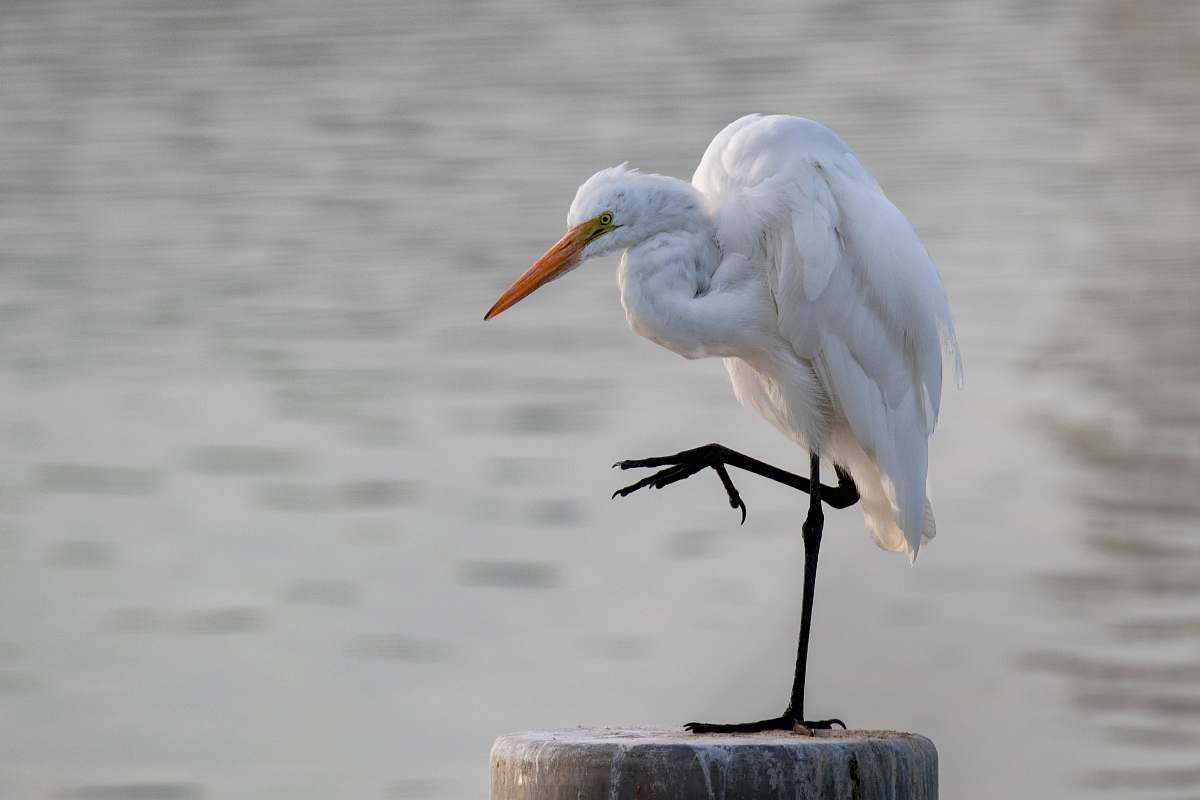 animal white bird on brown surface waterfowl
