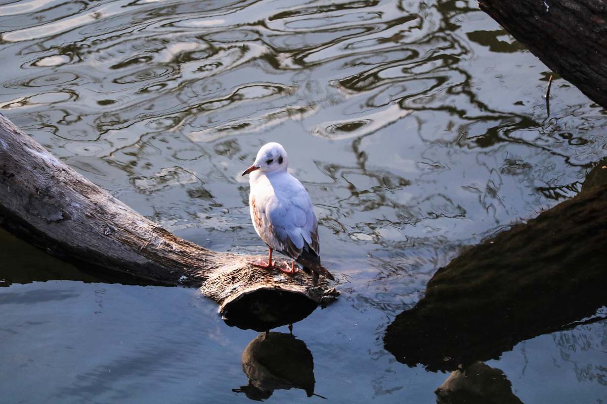 animal white bird standing on tree log near body of water water