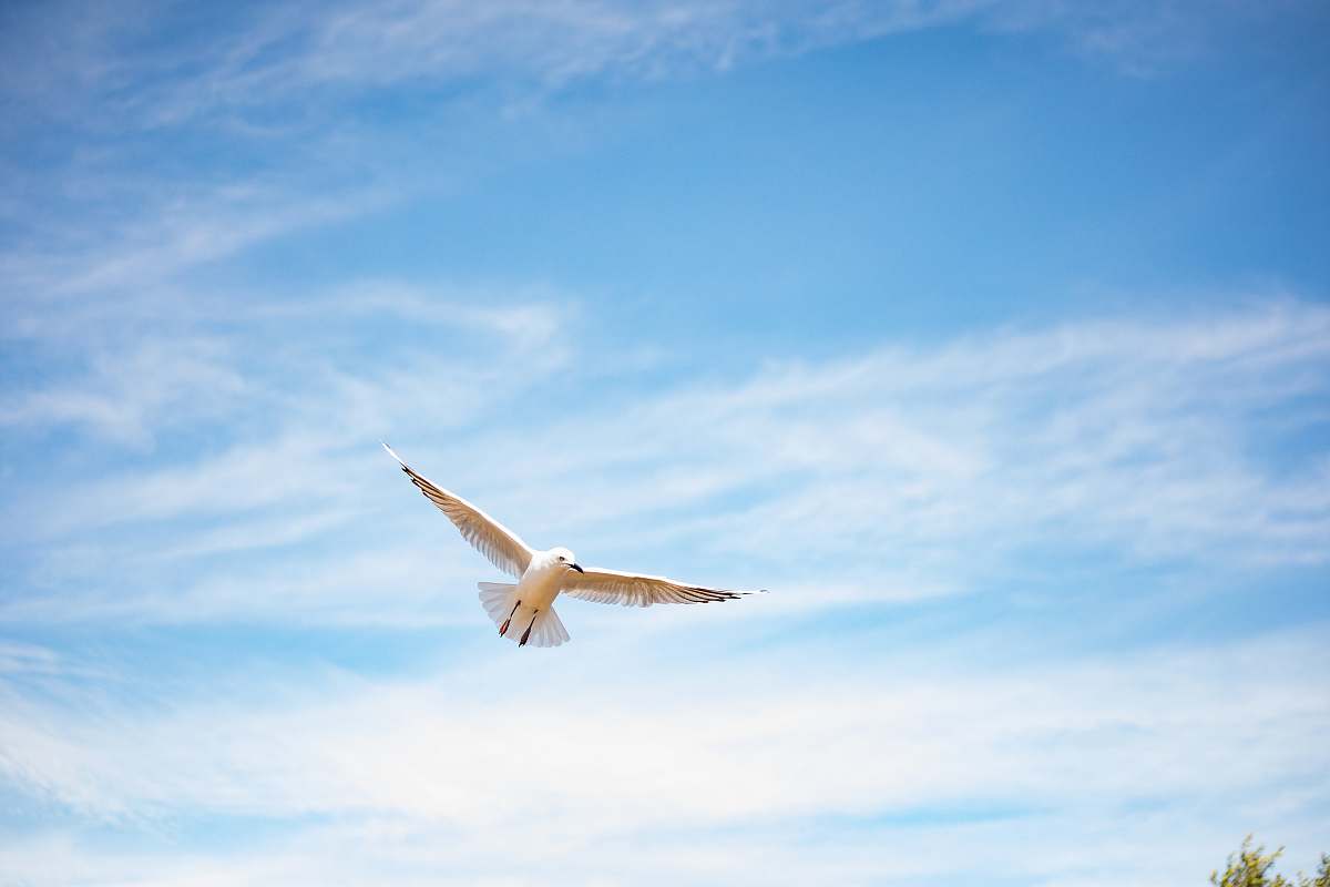 animal white coated bird midair flying