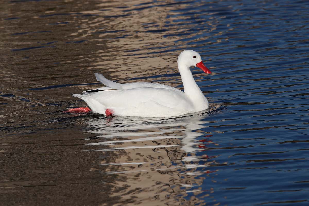 animal white swan on body of water water