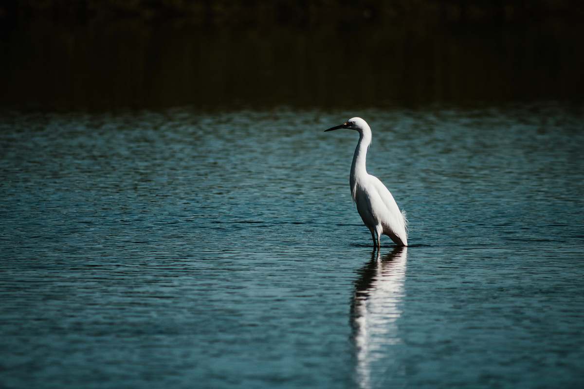 animal white swan on calm body of water ardeidae