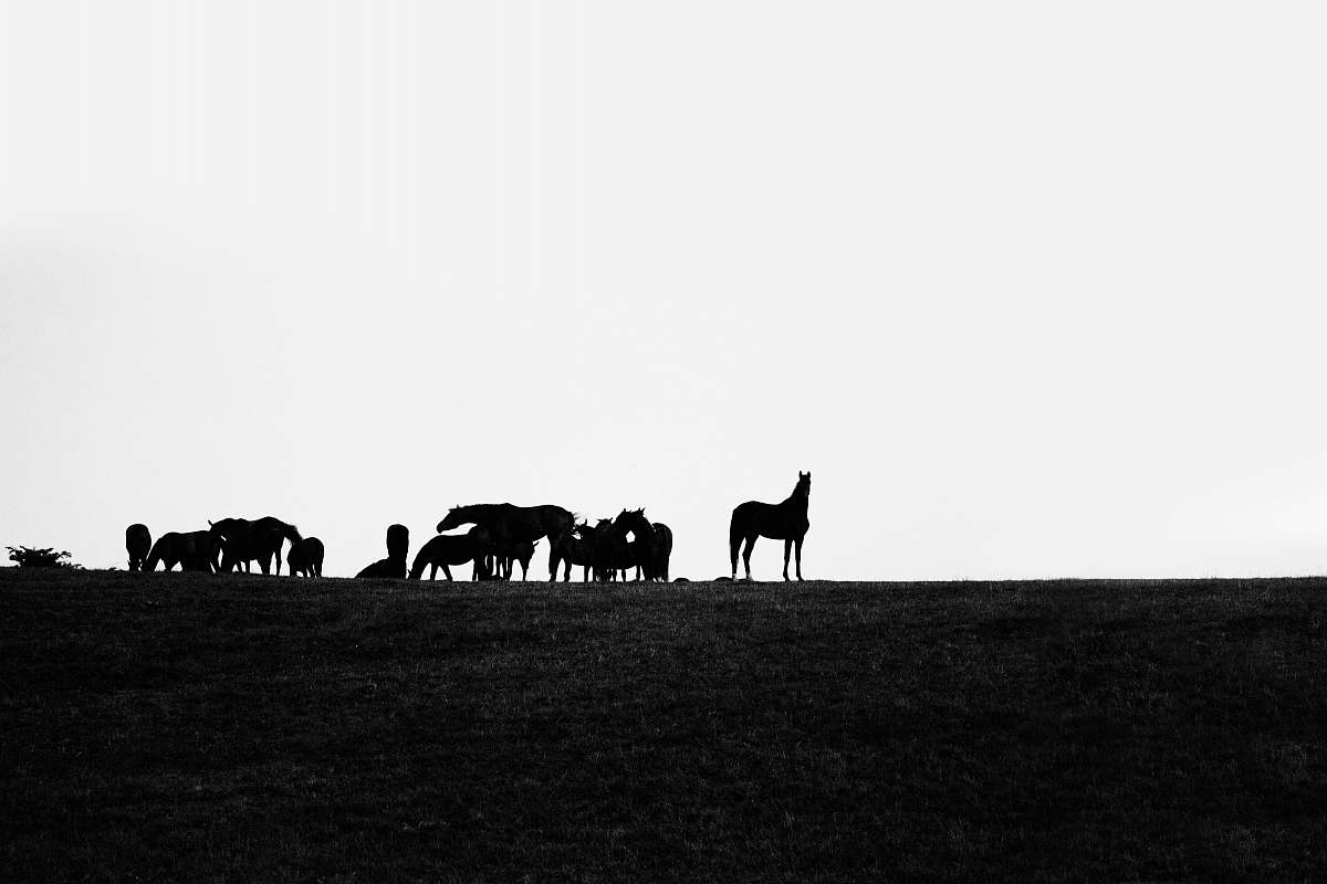 silhouette  horse