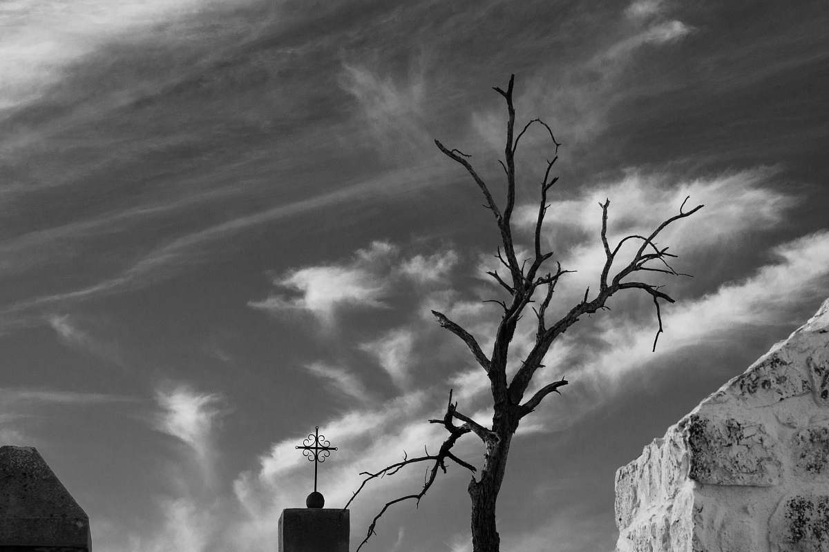 tree bare tree near buildings tucson