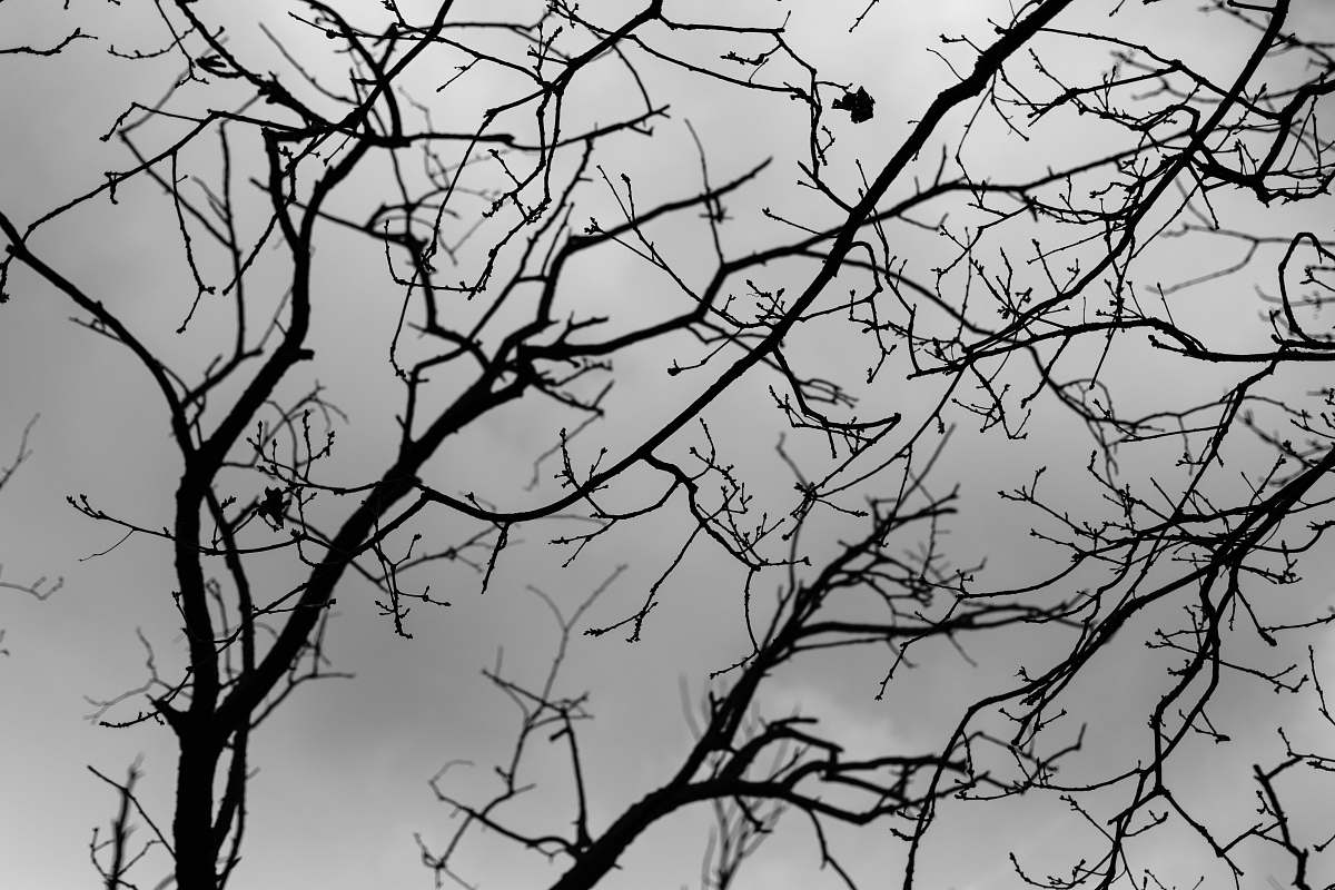 silhouette bare trees under gray clouds grey
