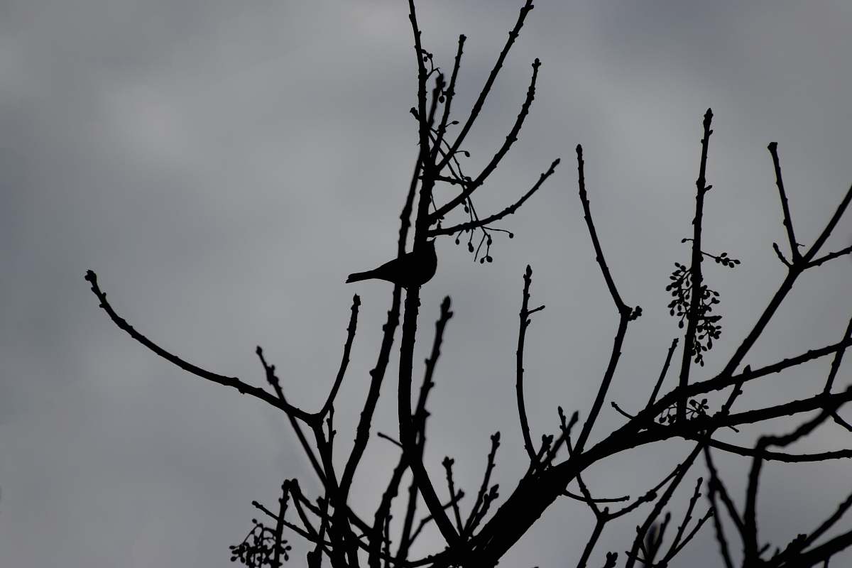 animal bird perched on bare tree bird